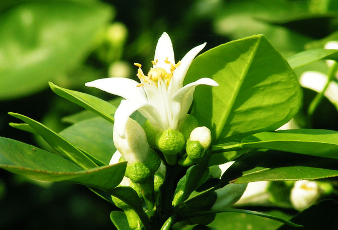 苦橙花精油-芳疗产品-恩馨国际